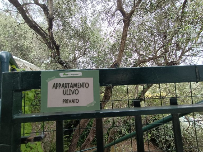 ULIVO3