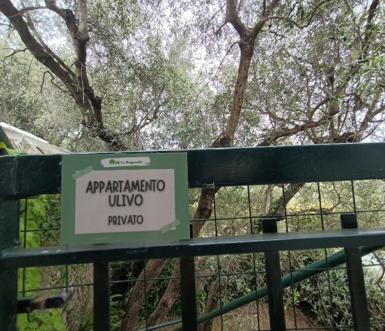 Ulivo